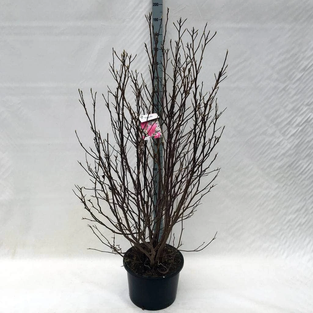 Beverboom, Struik (Magnolia Susan) - Afbeelding 11