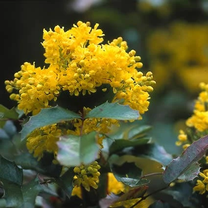Mahoniestruik (Mahonia Aquifolium 'Apollo') - Afbeelding 2