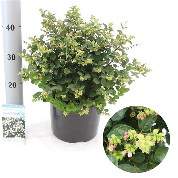 Sneeuwbes (Symphoricarpos 'Magical Galaxy®) - Afbeelding 3