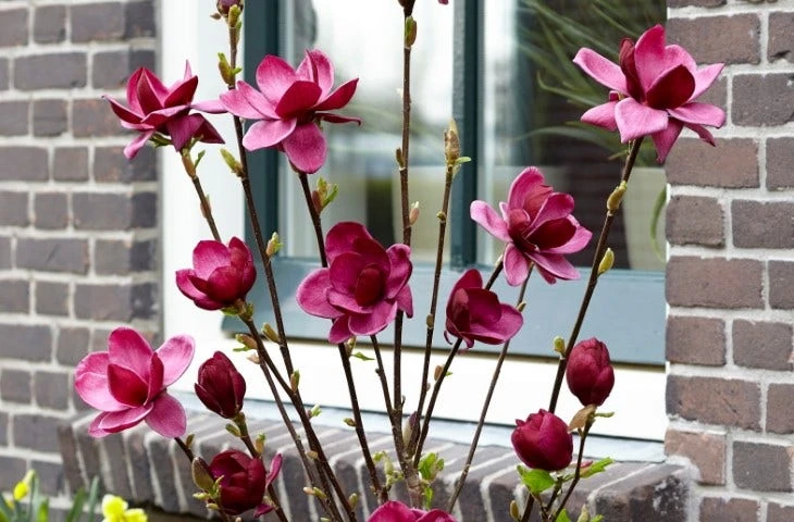Beverboom (Magnolia 'Genie') - Afbeelding 3