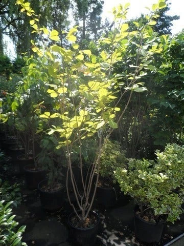 Beverboom (Magnolia Sieboldii) - Afbeelding 5