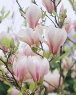 Beverboom (Magnolia Soulangeana)
