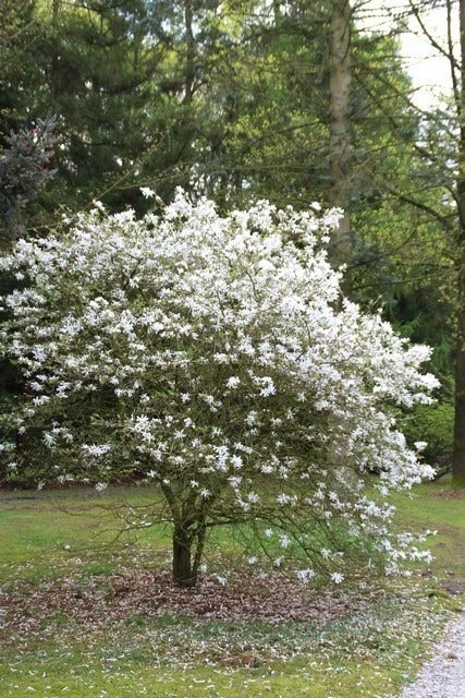 Stermagnolia (Magnolia Stellata) - Afbeelding 2