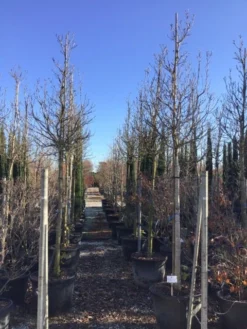 Magnolia Als Boom (Magnolia Stellata)