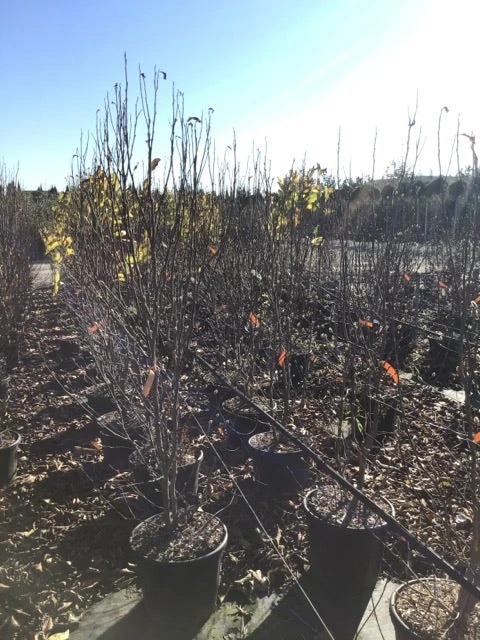 Roze Stermagnolia (Magnolia Stellata 'Rosea') - Afbeelding 2