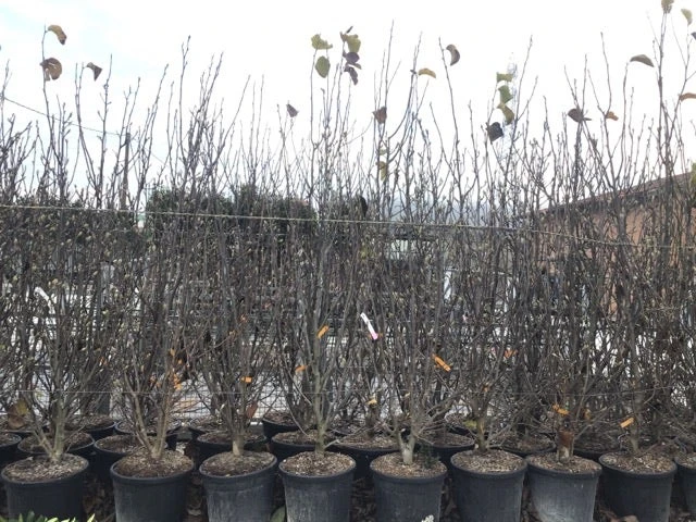 Beverboom, Struik (Magnolia Susan) - Afbeelding 13