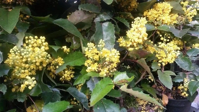 Mahoniestruik (Mahonia Aquifolium 'Apollo') - Afbeelding 8