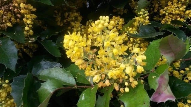 Mahoniestruik (Mahonia Aquifolium 'Apollo') - Afbeelding 3