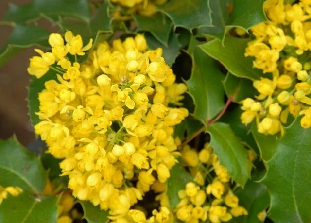 Mahoniestruik (Mahonia Aquifolium 'Apollo') - Afbeelding 5