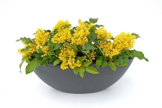 Mahoniestruik (Mahonia Aquifolium 'Apollo') - Afbeelding 4