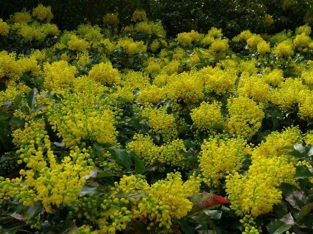 Mahoniestruik (Mahonia Aquifolium 'Apollo') - Afbeelding 7