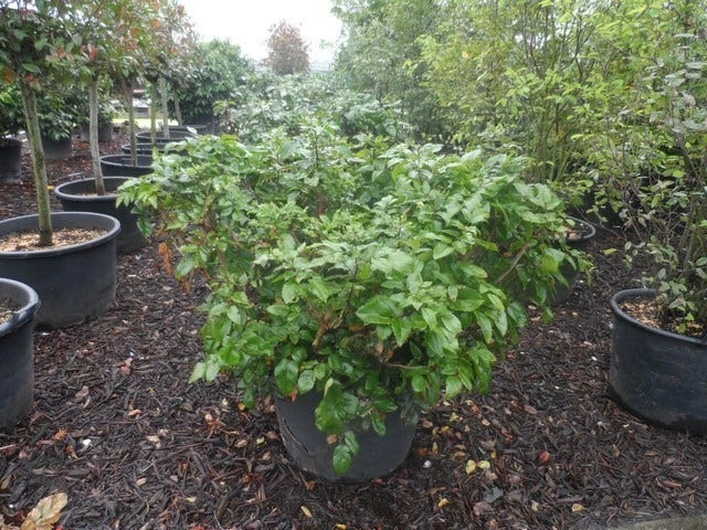 Mahoniestruik (Mahonia Aquifolium 'Apollo') - Afbeelding 9