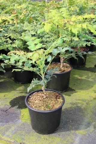 Chinese Mahoniestruik (Mahonia Bealei) - Afbeelding 3