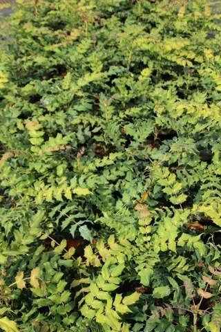 Chinese Mahoniestruik (Mahonia Bealei) - Afbeelding 5