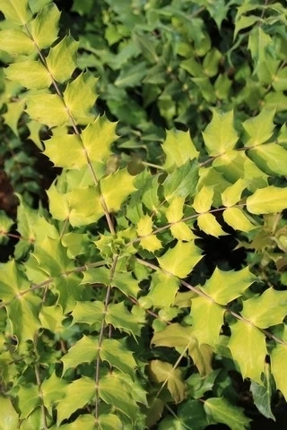 Chinese Mahoniestruik (Mahonia Bealei) - Afbeelding 4