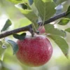 Appelboom (Malus Domestica 'Benoni')