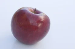 Appelboom (Malus Domestica 'Braeburn')