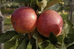 Appelboom (Malus Domestica 'Delcorf')
