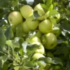 Appelboom (Malus Domestica 'Greensleeves')