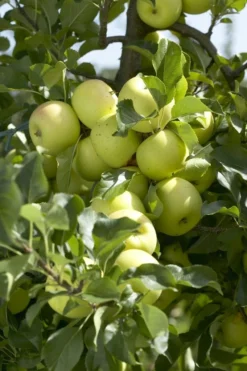 Appelboom (Malus Domestica 'Greensleeves')