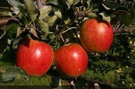 Appelboom (Malus Domestica 'Katja') - Afbeelding 2