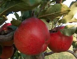 Appelboom (Malus Domestica 'Rode Jonathan') - Afbeelding 2