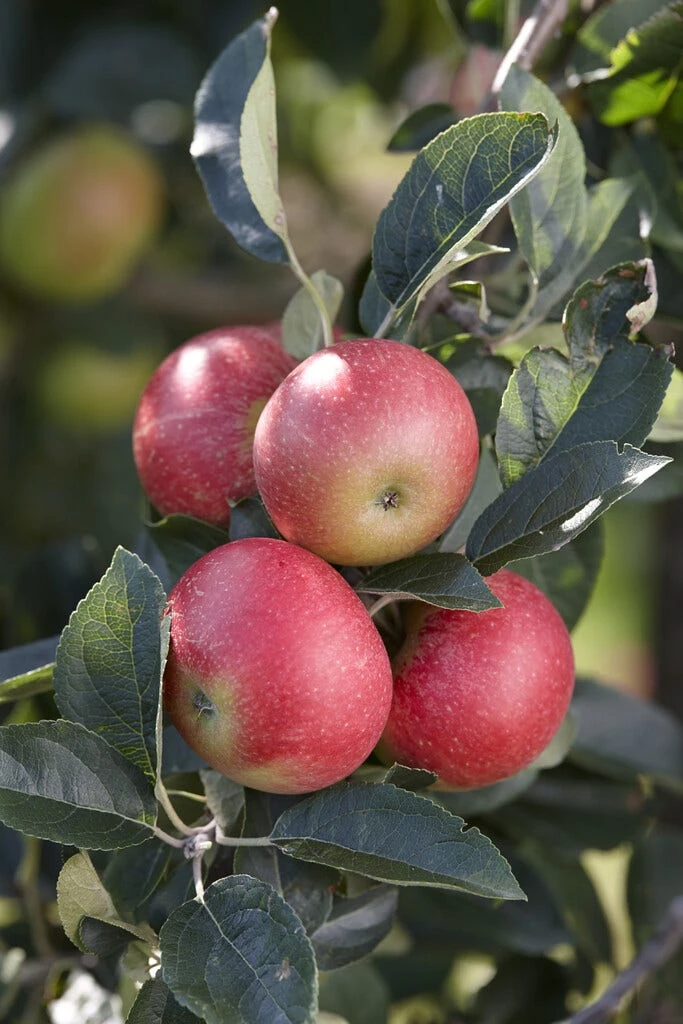Appelboom (Malus Domestica 'Benoni') - Afbeelding 2