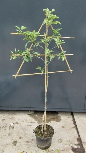 Lei-Appel (Malus Domestica 'Idared') - Afbeelding 2