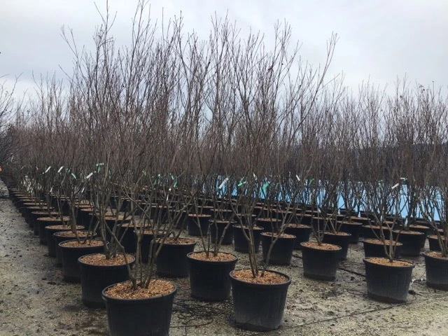Meerstammige Kornoelje (Cornus Kousa 'Milky Way') - Afbeelding 2