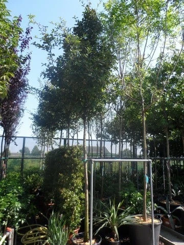 Mispel (Mespilus Germanica) - Afbeelding 9