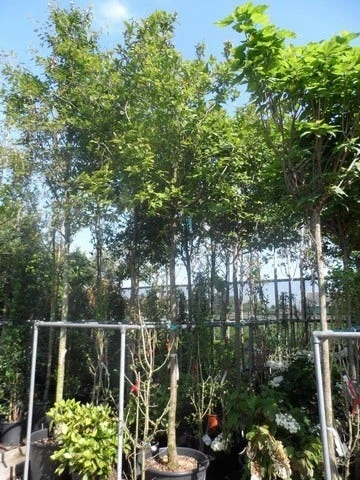 Mispel (Mespilus Germanica) - Afbeelding 7