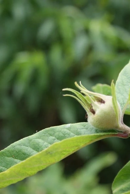 Mispel (Mespilus Germanica) - Afbeelding 3