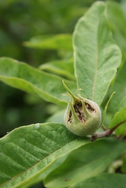 Mispel (Mespilus Germanica) - Afbeelding 8