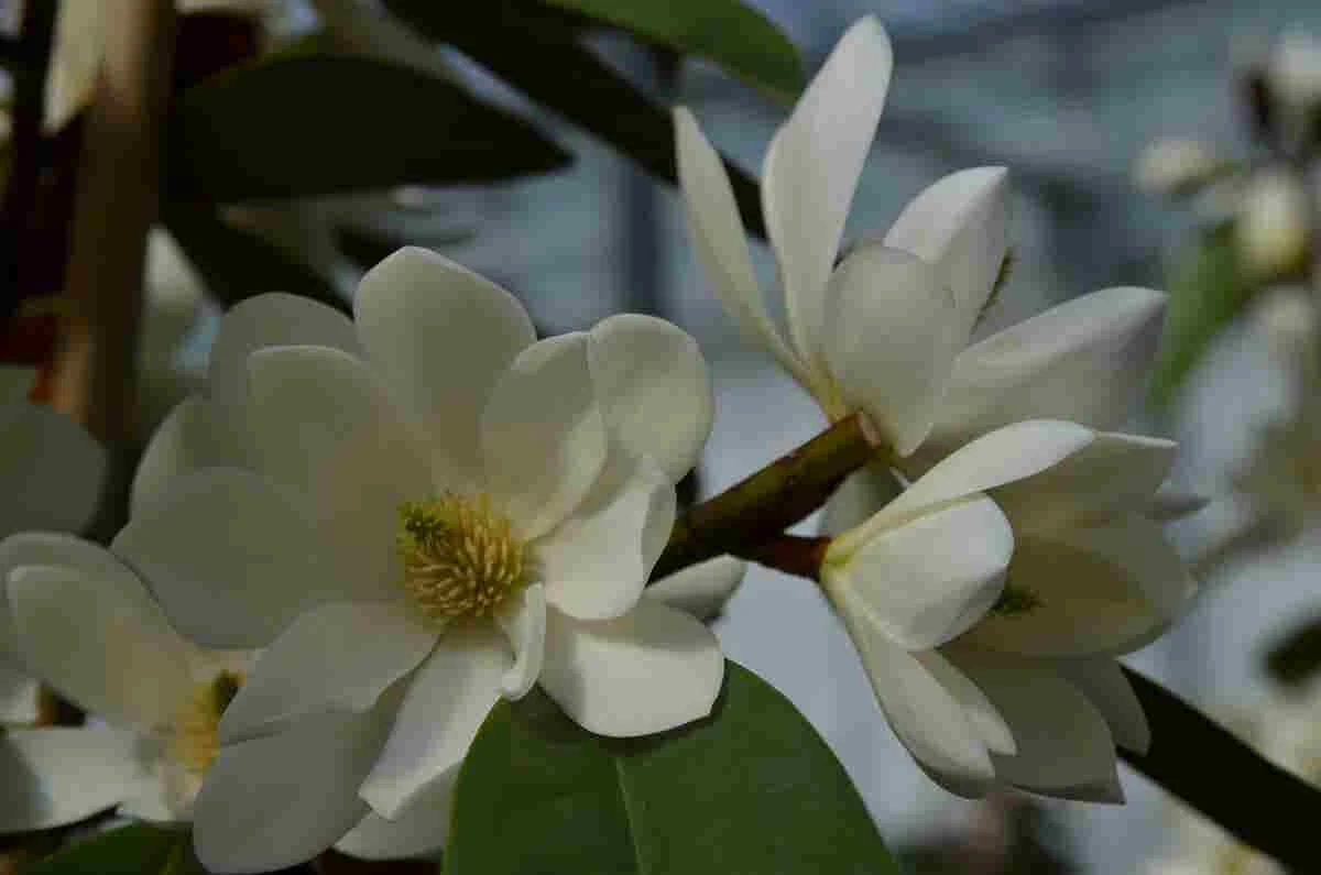 Michelia 'Fairy Magnolia White' - Afbeelding 4