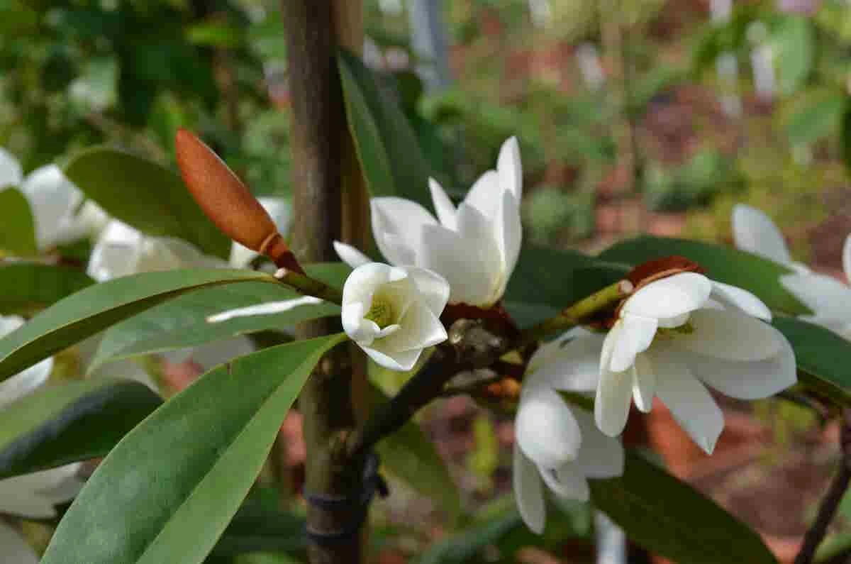 Michelia 'Fairy Magnolia White' - Afbeelding 3