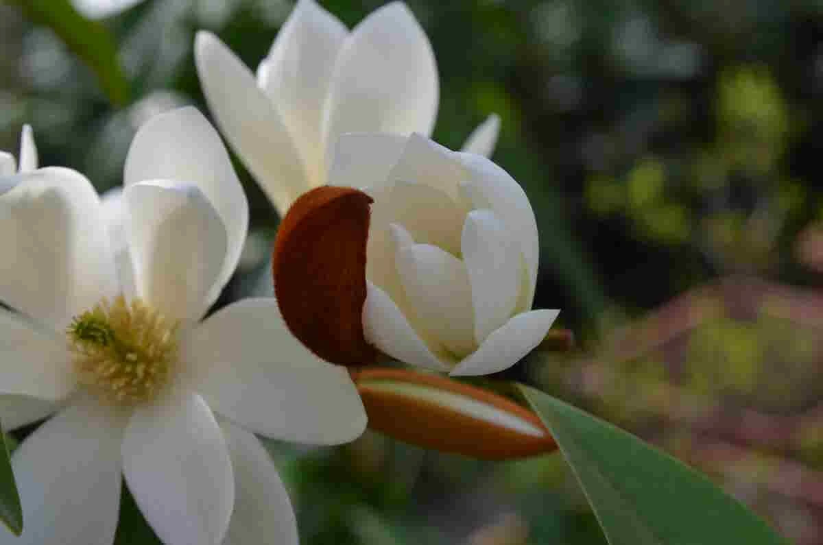 Michelia 'Fairy Magnolia White' - Afbeelding 2