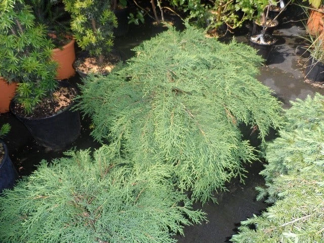 Valse Jeneverbes (Microbiota Decussata) - Afbeelding 3