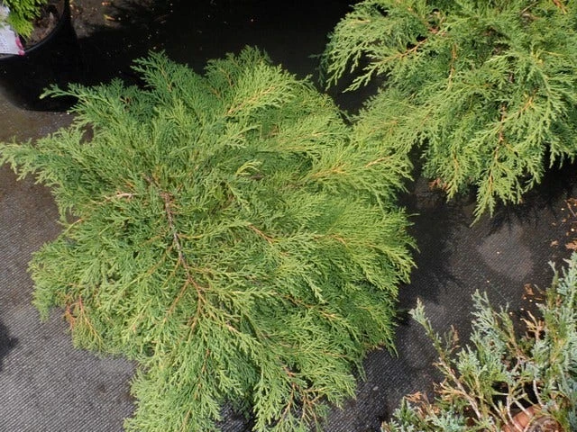 Valse Jeneverbes (Microbiota Decussata) - Afbeelding 2