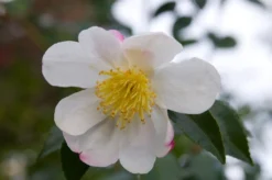 Camelia (Camellia Sasanqua 'Hino De Gumo')