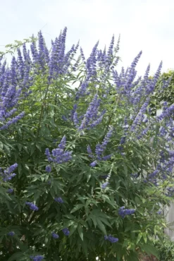 Monikkenpeper (Vitex Agnus-castus)