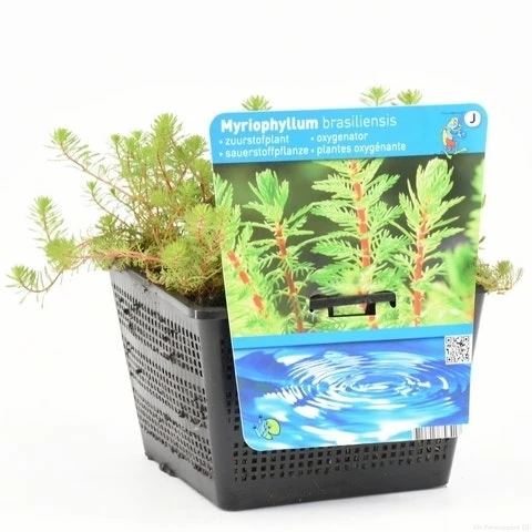 Diamantkruid (Myriophyllum 'Red Stem') - Afbeelding 3