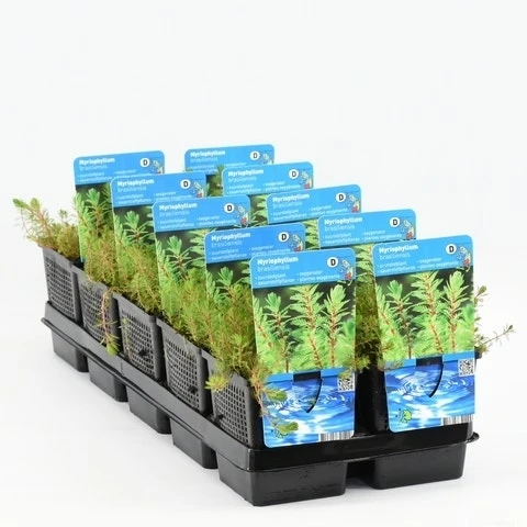 Diamantkruid (Myriophyllum 'Red Stem') - Afbeelding 2