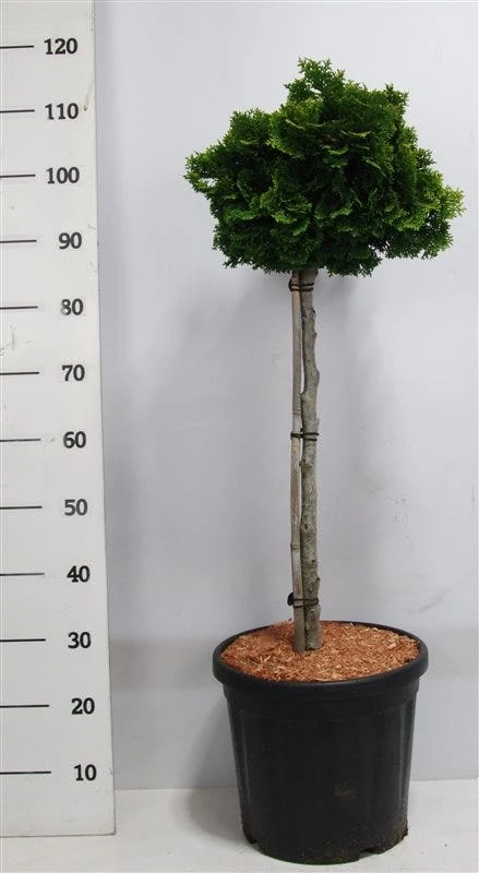 Dwergcypres Op Stam (Chamaecyparis Obtusa 'Nana Gracilis') - Afbeelding 2