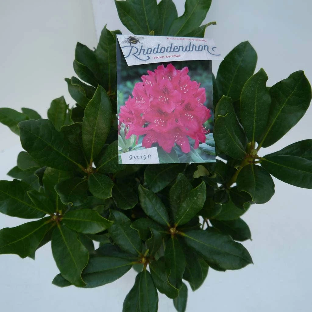 Rhododendron (Rhododendron 'Nova Zembla') - Afbeelding 7
