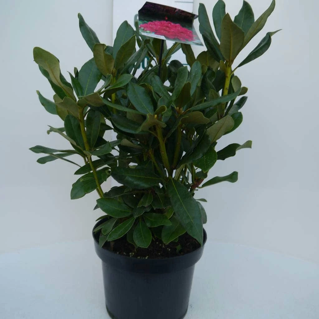 Rhododendron (Rhododendron 'Nova Zembla') - Afbeelding 5