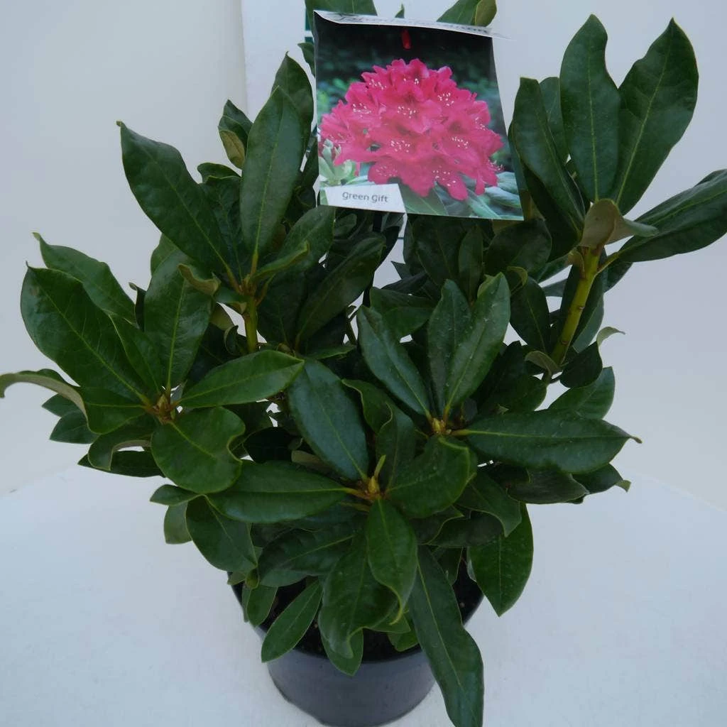 Rhododendron (Rhododendron 'Nova Zembla') - Afbeelding 6