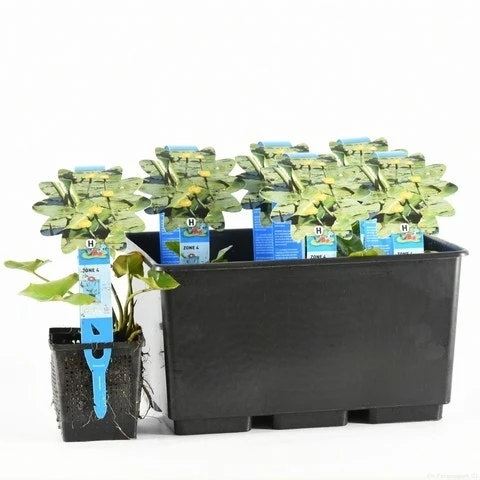 Gele Plomp (Nuphar Lutea) - Afbeelding 3