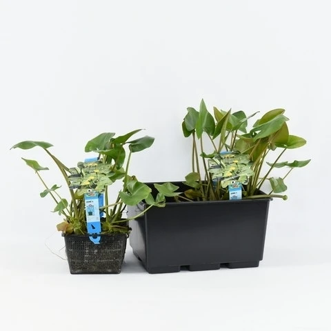 Gele Plomp (Nuphar Lutea) - Afbeelding 2