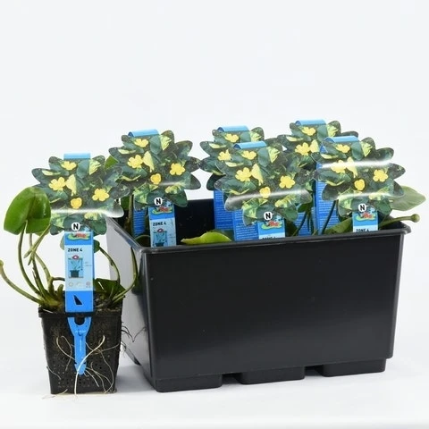 Gele Plomp (Nuphar Lutea) - Afbeelding 4