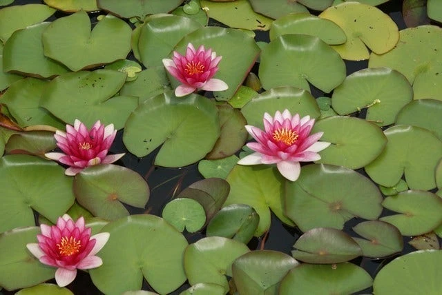 Waterlelie (Nymphaea 'Attraction') - Afbeelding 3